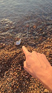 13M views · 10K reactions | The whole beach was shocked | X-Findings • Metal Detector Finds | Facebook