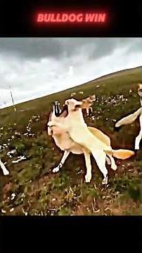 bulldog vs wolf #trending #bulldog #wolf #wildlife #youtubeshorts #shorts #short #viralvideo