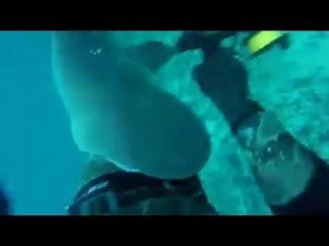 Watch The Heart-Stopping Moment a Fisherman Gets Attacked By a Shark