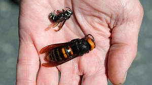 Washington state again fails to live-track murder hornet