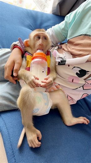 9.8K views · 457 reactions | So Cool FIDO Sleep Drink Milk On Rosa Until Very Sleepy | Monkey Daily | Facebook