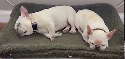 It’s a snore duel but I believe the 🐝 wins | Lone Star Dog Ranch & Dog Ranch Rescue