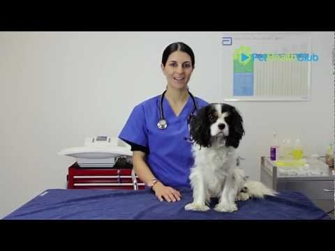 The PetHealthClub - The Importance Of Desexing Your Dog or Cat