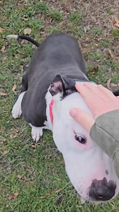 The Humane Society of Lawrence County PA on Reels | Facebook