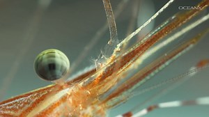 2.9K views · 232 reactions | Meditate at the mouth of the Amazon, where the river meets the ocean in Brazil. Join OceanX with our latest mission meditation and you’ll see amazing reefs, colorful fish, and peaceful deep-sea scenes. Have a peaceful Tuesday and watch the full video, out now: https://youtu.be/auZSZ_5PF54 | OceanX | Facebook