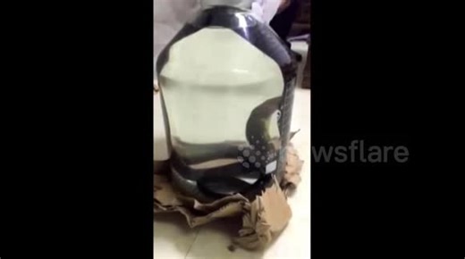 Traditional Chinese medicinal liquor made by alive snake