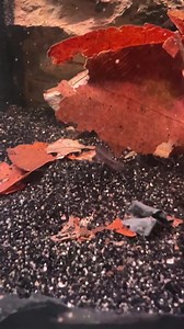 So shy but beautiful fish 😍 Wild Apistogramma Elizabethae | Discovery Aquatics