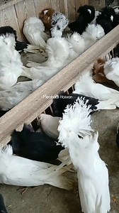 23K views · 1K reactions | Beautiful jacobin pigeon #pigeon | Meahadi Hassan | Facebook