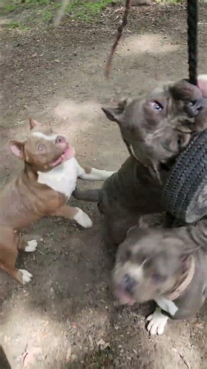 Lil fat asses