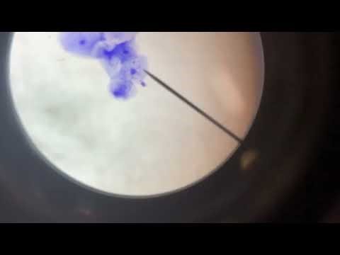 How to Observe Onion Cells | Microscope Biology Experiment