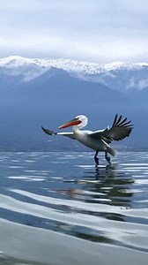 2.9K views · 33 reactions | Dalmatian pelican Birds Fact about:- The...