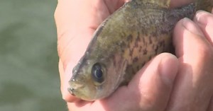 Clinton Lake is Crappie fishing destination