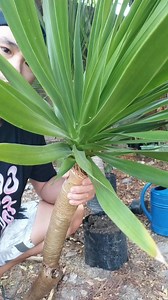 183K views · 2.3K reactions | pano mag tanim ng yucca plant tree, from cuttings #howtopropagate #yuccaplanttree #fromcuttings #plantlover #reelsvideo #facebookreels #viralfacebookreels | Jayson M. Gaylan | Facebook