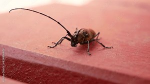 A large dark brown barbel beetle crawls on the porch on a sunny summer day. A beetle with long antennae on a painted wooden structure.
