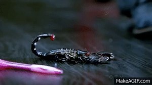 SCORPION CRUSH - T.V. Series on Make a GIF