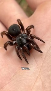 682K views · 66K reactions | Best spider adaptation ever!! This species of Vietnamese trapdoor spider has evolved to build, not 1, but 2 doors to her home. The first decoy door, and the 2nd real entrance that she ceils shut with her legs 﫨 unreal!! #animals #science #wildlife #nature #vietnamtravel | Wild Attractions | Facebook