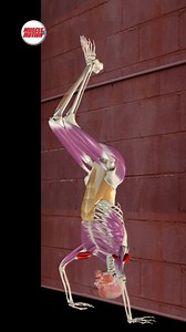 KIPPING HAND-STAND PUSH-UP The Kipping Handstand Push-up requires much more skill and coordination than the strict variation, whereas strength is the determining factor. This exercise strengthens your deltoid muscles, improves shoulder stability and scapulohumeral force coupling, and works on your explosive power. Step-by-Step Instructions✅ Start by kicking up into a handstand position; your heel should rest against the wall. 1️⃣ Lower your head toward the ground with control, and use your head 