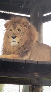 3.2K views · 199 reactions | It may be very, very wet here at Zambi but the animals are safe and high and dry. Our thoughts are with those who are not as lucky. Take care ❤️ | Zambi Wildlife Retreat | Facebook