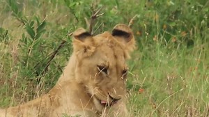 Lion cub yawning profusely while relaxed with pride members in the African Bush Kingdom #safari #LiveYourWild #nature #animal #naturelover #safari #lions #Amazing #lionking #wild #wildanimals #bush #wildlife #borntobewild | African Bush Kingdom