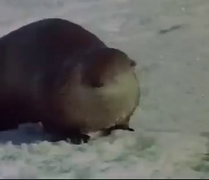 Coyote steals Otters Dinner | Anthony Rubeo Outdoors