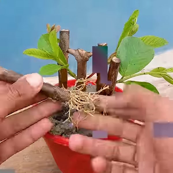 How to grow guava plant at home from cuttings || Simple way to planting at home | DIY IndoorGarden
