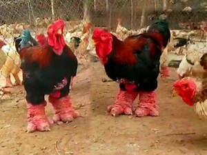 145K views · 4.4K reactions | Dragon Chicken Fram | BIRD 24 | Facebook
