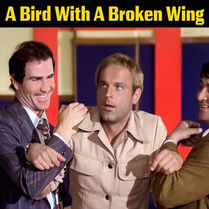 A bird with a broken wing | Pingky A