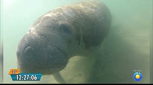 Peixe boi marinho atropelado por embarcação no litoral norte da Paraíba