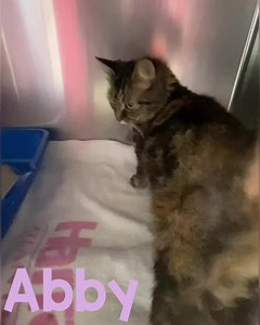 Our sweet little Abby has been here since the middle of June! A little over a month! She is a sweet 3 year old dolly with lots of super soft fur! 💜 She does take a bit to warm up to people at first so patience will be key! Abby did come in with some fur loss so she may become a tad but fluffier as this grows in but it has come so far already! She is ready for a new home that’s going to shower her in hugs and kisses, once she warms up to you! 💜 Abby can go home with other cats and good with kid