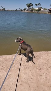 4.9K views · 73 reactions | Officer Cactus's Pitbull Fun Day Field Trip at Paradise Lake in AZ City | Pinal County Animal Care and Control | Facebook