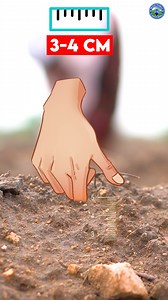 పత్తి విత్తనం ఎలా నాటుకోవాలో తెలుసుకుందాం ! #cottonseeds #seedsowing #cottoncrop #agriculture #farmingtips | Mohan Agri Mall - Telugu