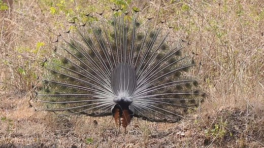 Indian peafowl (Pavo cristatus) | BIRDS & Nature
