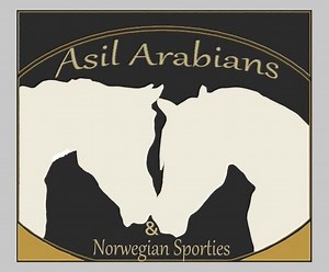 Asil Arabians & Norwegian Sporties | Horse Sales