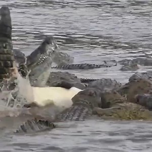 2.2M views · 10K reactions | crocodiles enjoy meal in wild savannah | Wild Africa | Facebook
