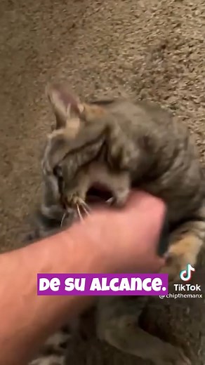 Los gatos a veces pueden redirigir su agresión hacia su dueño cuando están frustrados por no poder atacar a otro gato o a un objeto fuera de su alcance. Corrección: Evita interferir directamente en una situación de agresión entre gatos. Proporciona enriquecimiento ambiental y espacios separados para evitar conflictos. | Tu Gato Curioso