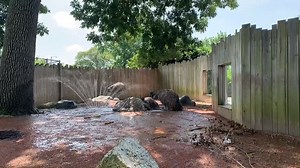 14 reactions | Which one are you in the summer? The one who will take any opportunity to be in the water or the one who observes from a distance? Holly (in the back) basks in the sun and remains unbothered by the water antics of Jolly and Jingles. We sure do love sprinkler time on a hot day! | Columbian Park Zoo | Facebook