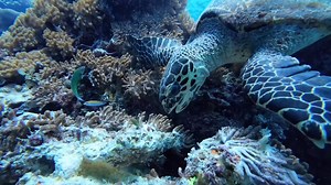 Diet? What diet? 🤫 Semporna is a diving haven offering extraordinary underwater experiences with whirling barracuda, massive schools of jacks, and encounters with sharks. Divers can also spot the rare hawksbill turtle, which @ucislanders was lucky to witness this gentle giant having its tummy fill. 📸 @ucislanders 📍Semporna #travelblog #travelmore #nature #travelgram #photography #vacation #instatravel #trip #holiday #instagood #travelblogger #tour #traveltheworld #traveller #landscape #picoft