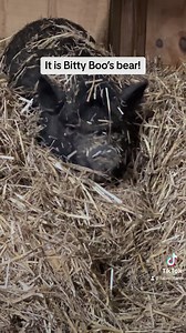 Bitty Boo is pouting because Autumn stole her teddy bear! ❤️🐻 | Fabled Farm Rescue