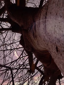 31K views · 101 reactions | On April 8, 2024, a total solar eclipse...