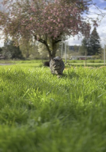chernobyl_thecat on TikTok