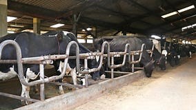 Black and White Cows in a Farm Cowshed 4k Stock Footage - Video of cows, mammal: 340990674
