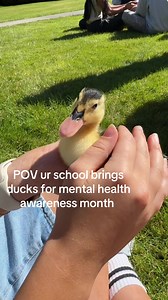 They’re so cute 🥹🥹 #ducks #babyducks #school #senior #mentalhealth | Baby Ducks