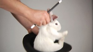 Le magicien sort du lapin d'un : vidéo de stock (100 % libre de droit) 4706423 | Shutterstock