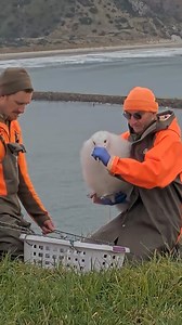 Since hatching at 286g on the 28th of January, the Signal Station Trig chick has grown to 8.2kg on day 182 (Tuesday 29 of July 10.50 am). This is a 100g increase on last week’s weight of 8.1kg. This is still within the healthy weight range and a little under average. The growth weight has been massive for all the toroa chicks, and some are considerably heavier than their parents. The chick’s weights level off around this stage as most of the growing has now been done and they are maintaining wei