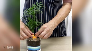 Creating a Tranquil Oasis: Planting in Glass Vessels #creativeplanting #chillinwithmyplants #indoorplant | Indoor Plants Advisors