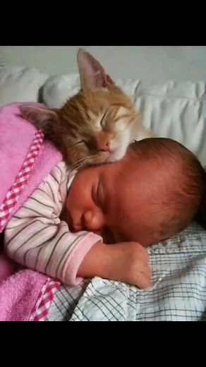 Cats and Babies: Heartwarming Moments Captured