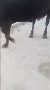 9622764491 Pregnant cow 🐄 🐮 2nd lactation pregnant 4 days pending delivery Milk record 13ltr Rate 60k Location budgam #wednesday #Minnesota #Maine #betrayal #Utah #alberta #midwest #ontario #Wisconsin #iphonephotography | Land of Kashmir