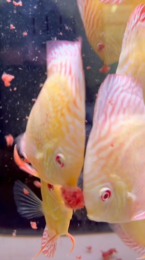 Feeding time @ Discus Madness! --------------------------------------------------------------------------------------------------------------------------- For more information about our beef heart and Discus fish, visit our website at www.discusmadness.com. #fishtank #tropicalfish #freshwateraquarium #exoticfish #discusfish #exoticpets #discus #discusmadness #aquascape #discuslovers | Discus Madness Inc