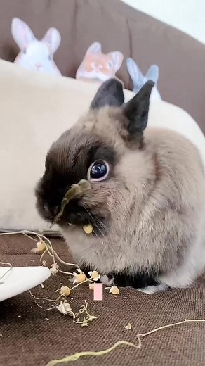 Understanding Rabbit Behavior and Affection, 💜🐰 #rabbitsofinstagram #viralcontentanalytics #viralvideos #viralcontentcreation #carrotcravings #goingviral #viralpost #viralcontentinnovation #viralcontenttrends #viralcontentstrategy #viralcontentoptimization #hoppilyeverafter #viralcontenttips #socialmedia #viralcontentimpact #viralcontentgrowth #trendingnow #bunnybuddies #viralcontentinsights #viralchallenge #bunnyfun #viralcontentplanning #bunnytales #rabbitlove #viralcontent #viralcontentreac