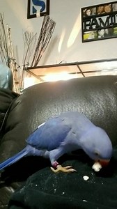 53 reactions | The treat thief | Chatterbox Parrots | Facebook